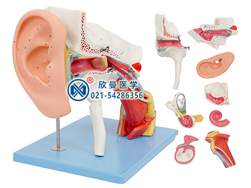 耳结构放大模型,耳结构模型