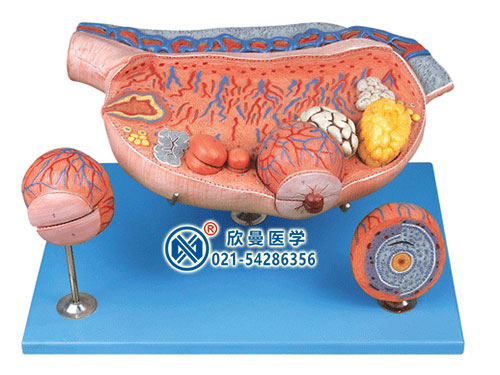 卵巢解剖和卵泡发育放大模型