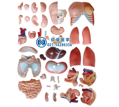两性躯干模型,人体内脏模型