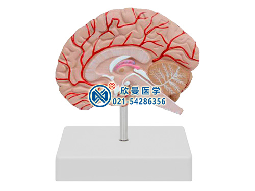 右半脑带血管和神经模型