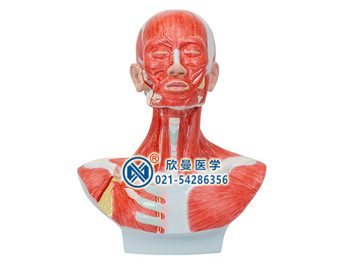 头面颈部解剖和颈外动脉配布模型